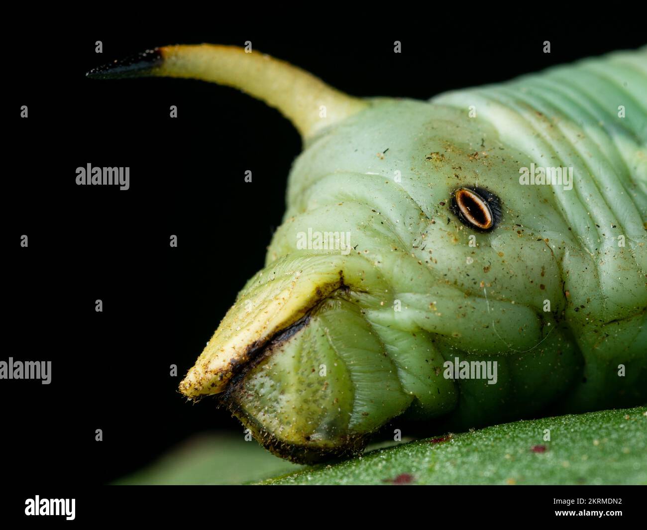 Close up view of details of convolvulus hawk-moth (Agrius convolvuli) caterpillar Stock Photo