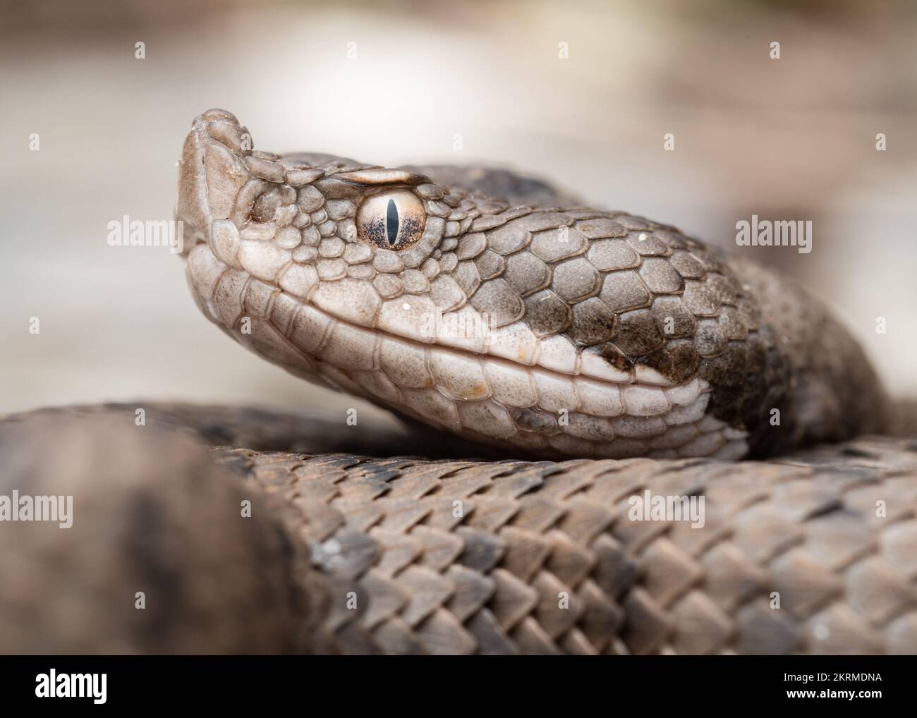 Close up view of lataste's viper (Vipera latastei) portrait Stock Photo