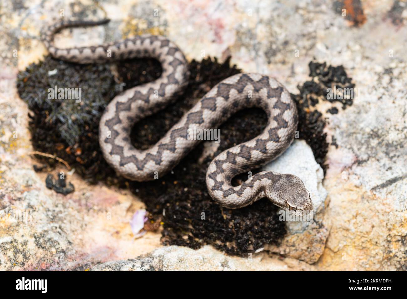 Close up view of lataste's viper (Vipera latastei) young male Stock Photo