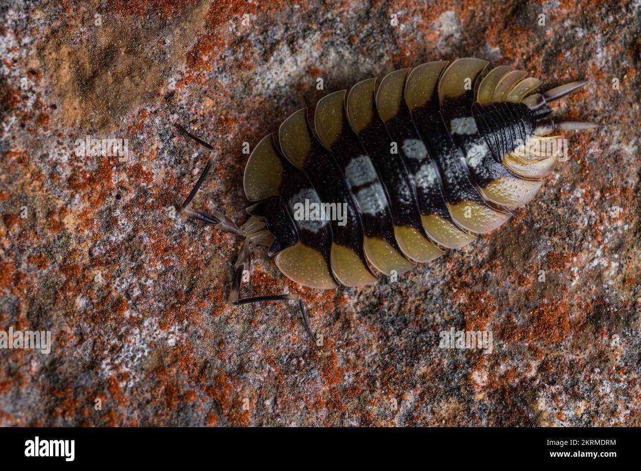 Close up view of porcellio expansus, endemic animal of Spain. Stock Photo