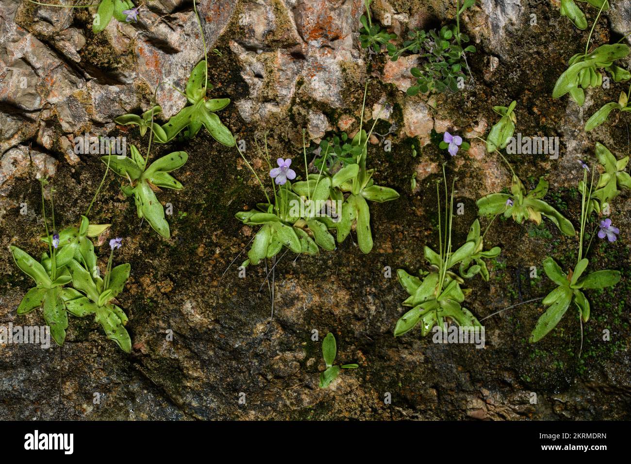 Close up view of pinguicula, commonly known as the butterworts Stock Photo
