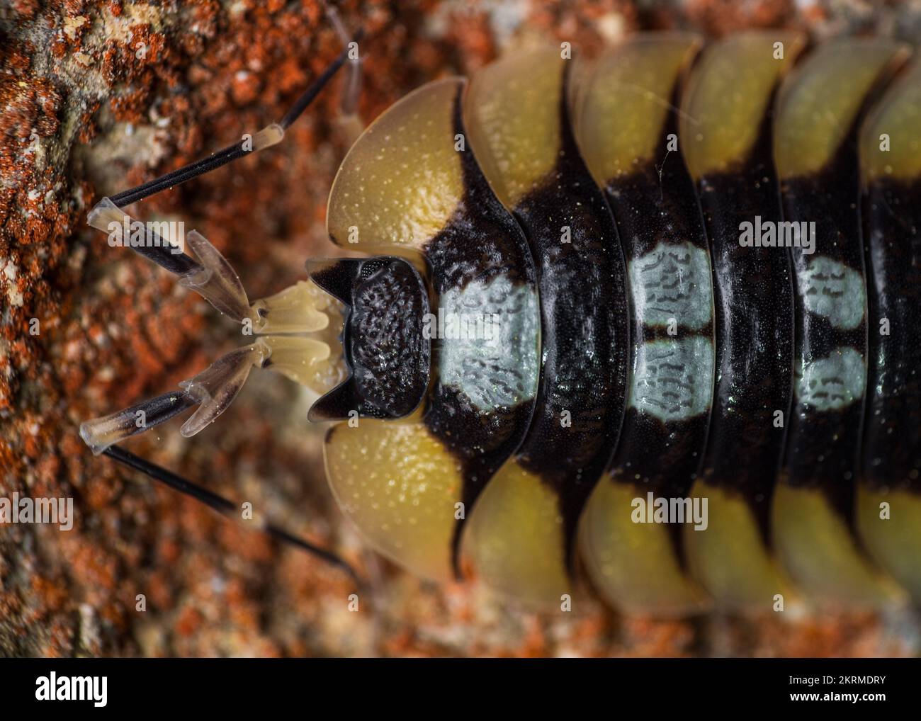 Close up view of detail overhead Porcellio expansus, endemic animal of Spain. Stock Photo