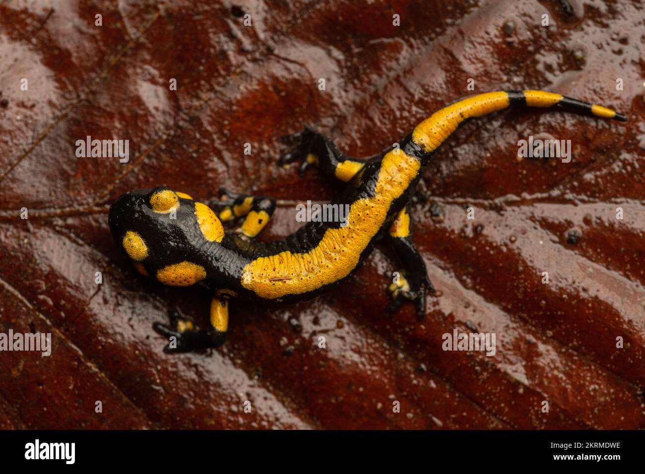 Young yellow and black salamander on the leaf with overhead view Stock Photo