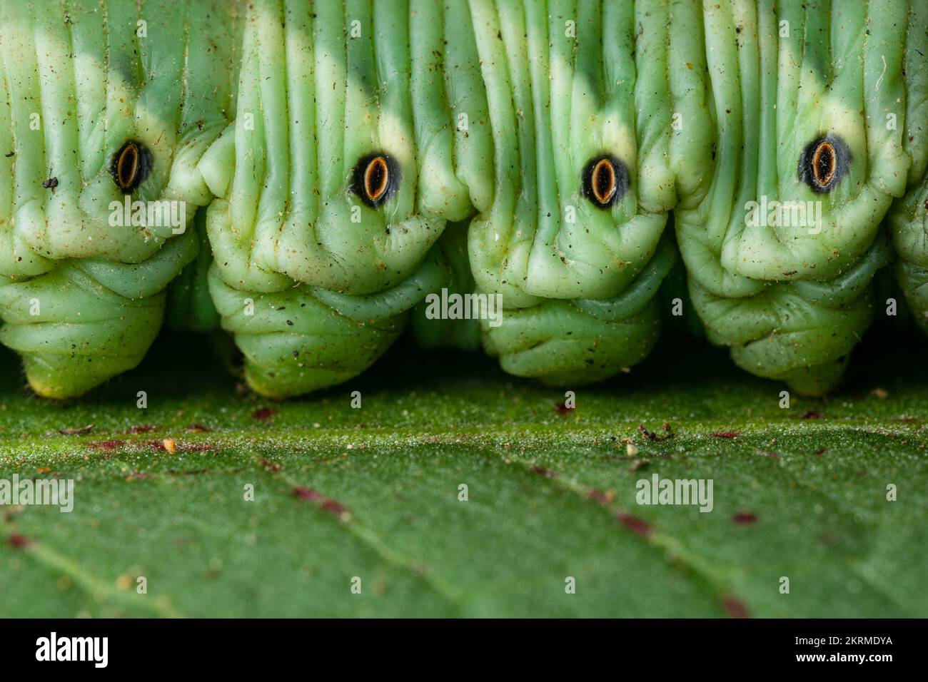 Close up view of details of convolvulus hawk-moth (Agrius convolvuli ...