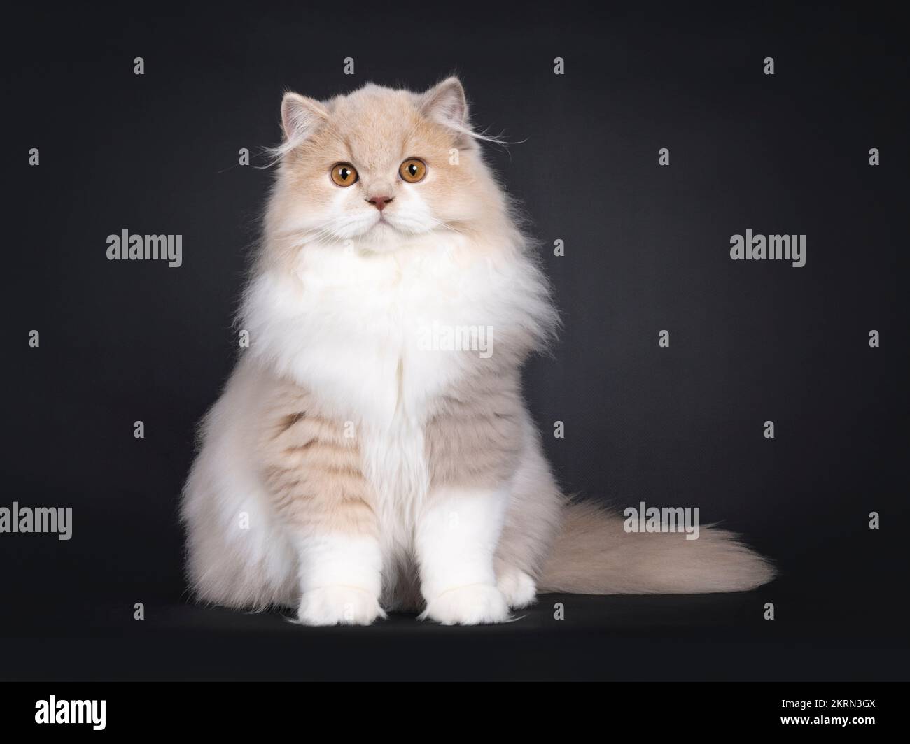 Rare male tortie British Longhair cat kitten, sitting up facing front. Looking towards camera. Isolated on a black background. Stock Photo