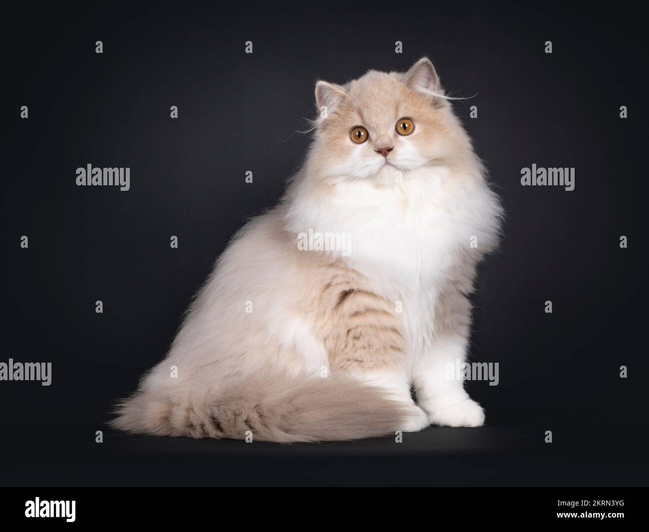 Rare male tortie British Longhair cat kitten, sitting up side ways. Looking towards camera. Isolated on a black background. Stock Photo