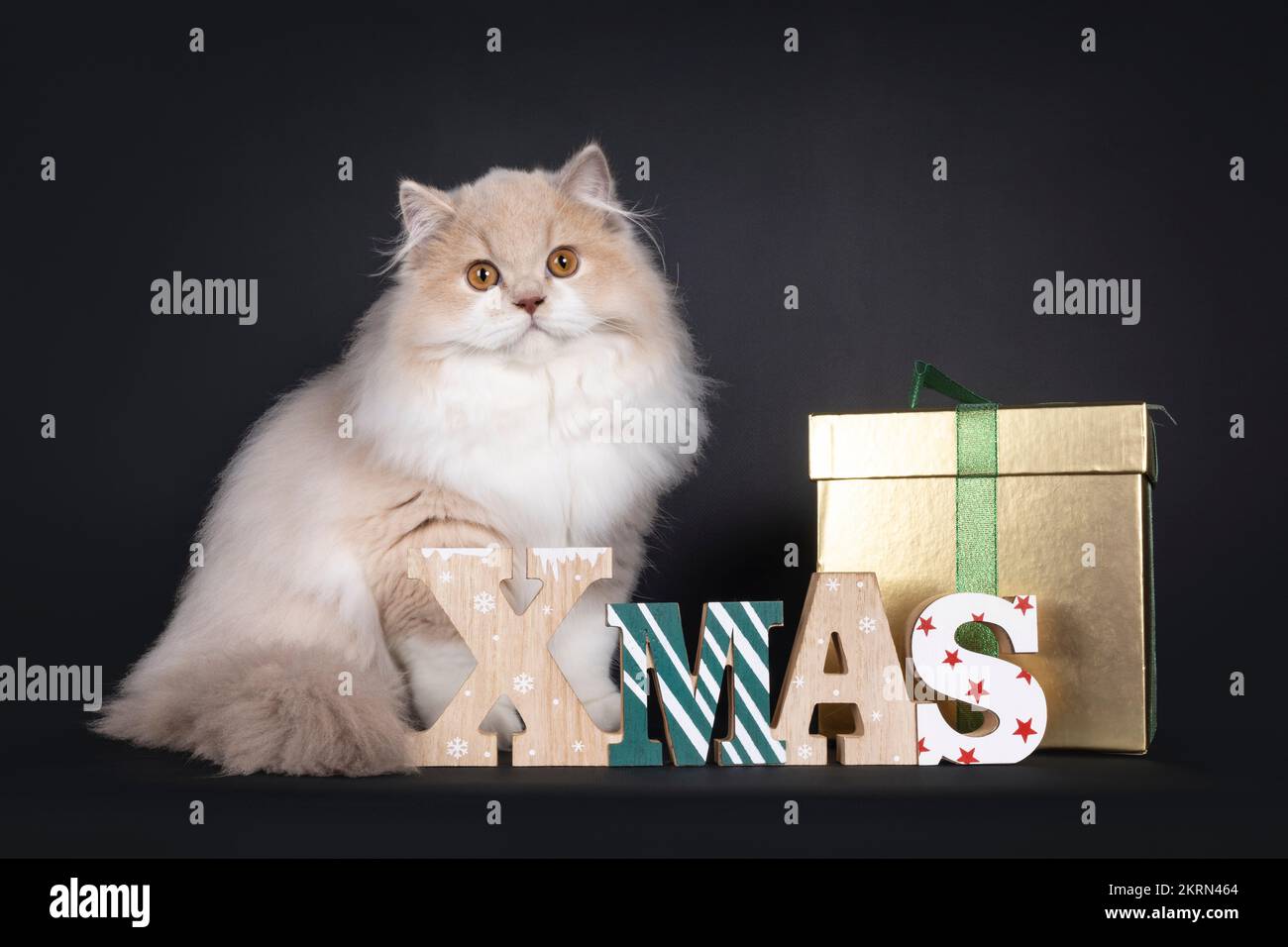 Rare male tortie British Longhair cat kitten, sitting up side ways behind wooden xmas text and golden present box. Looking towards camera. Isolated on Stock Photo