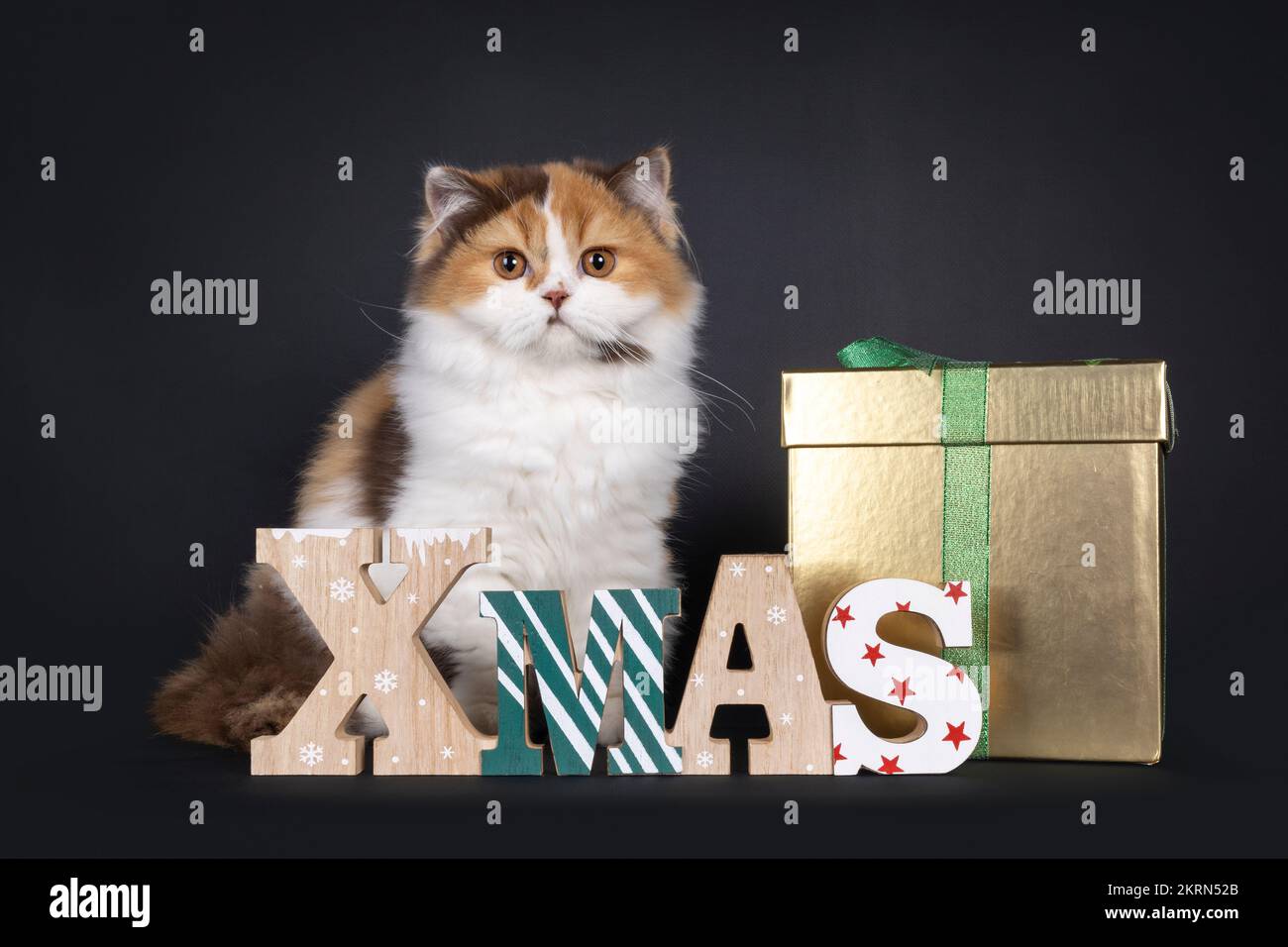 Cute tortie British Longhair cat kitten, sitting up side ways behind wooden xmas text and golden present box. Looking towards camera. Isolated on a bl Stock Photo