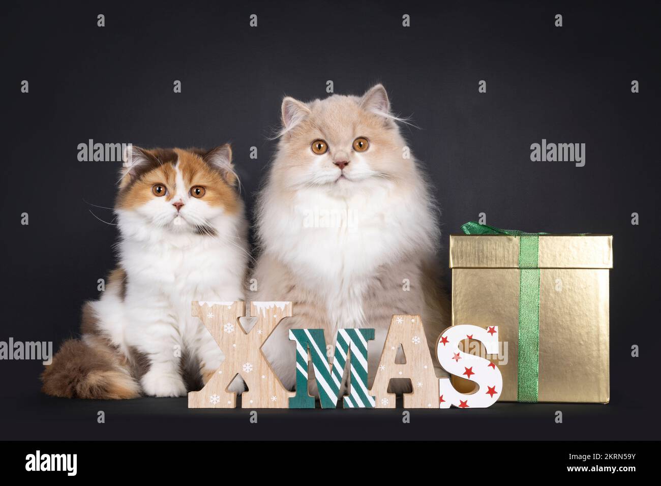 Cute duo British Longhair cat kittens, sitting up side ways behind wooden xmas text and golden present box. Looking towards camera. Isolated on a blac Stock Photo