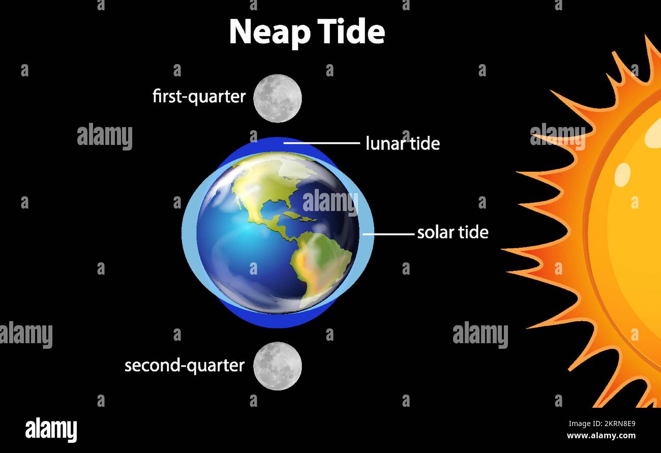 Diagram showing neap tides illustration Stock Vector