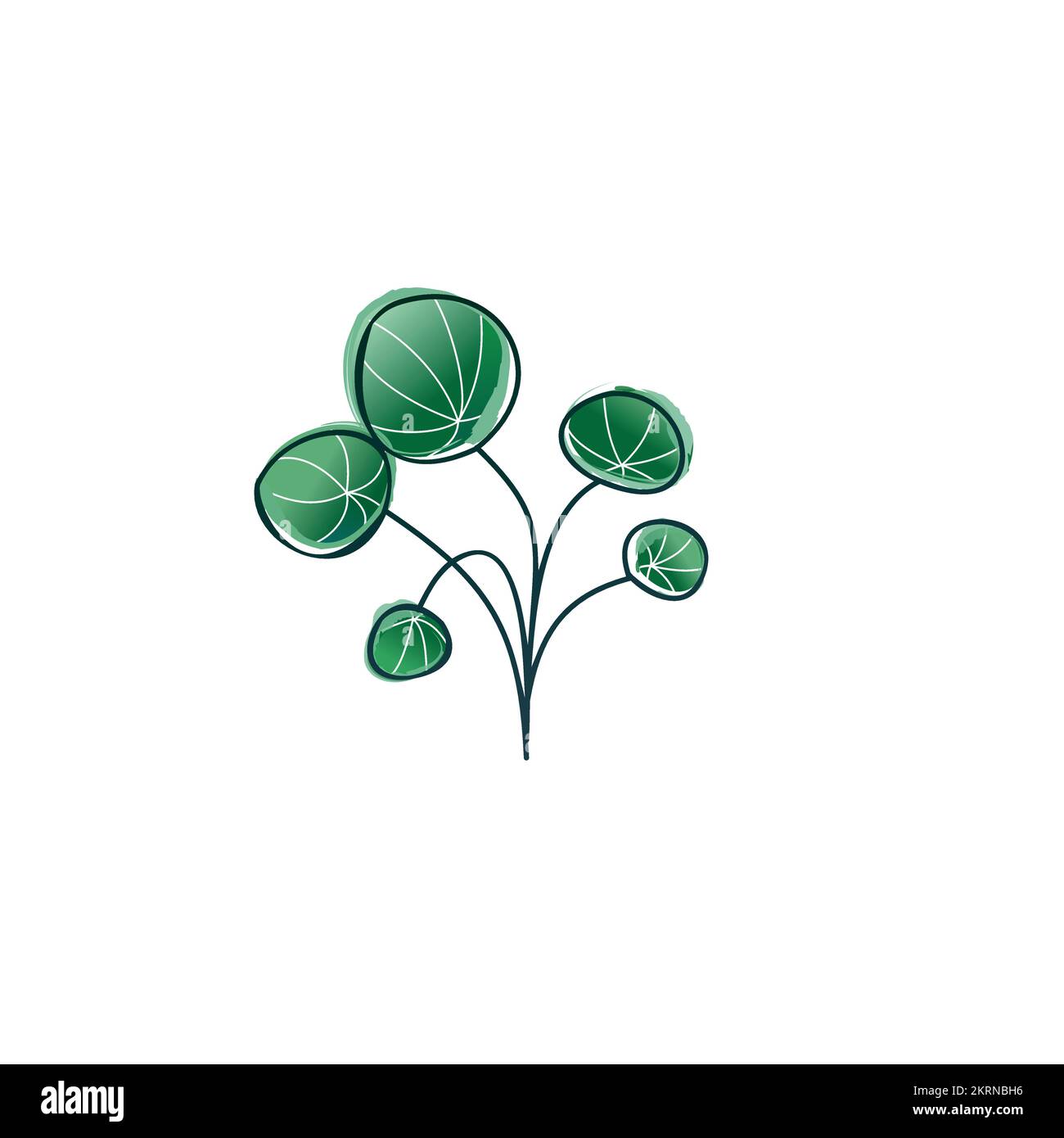 Beautiful pilea flower, Stock Vector