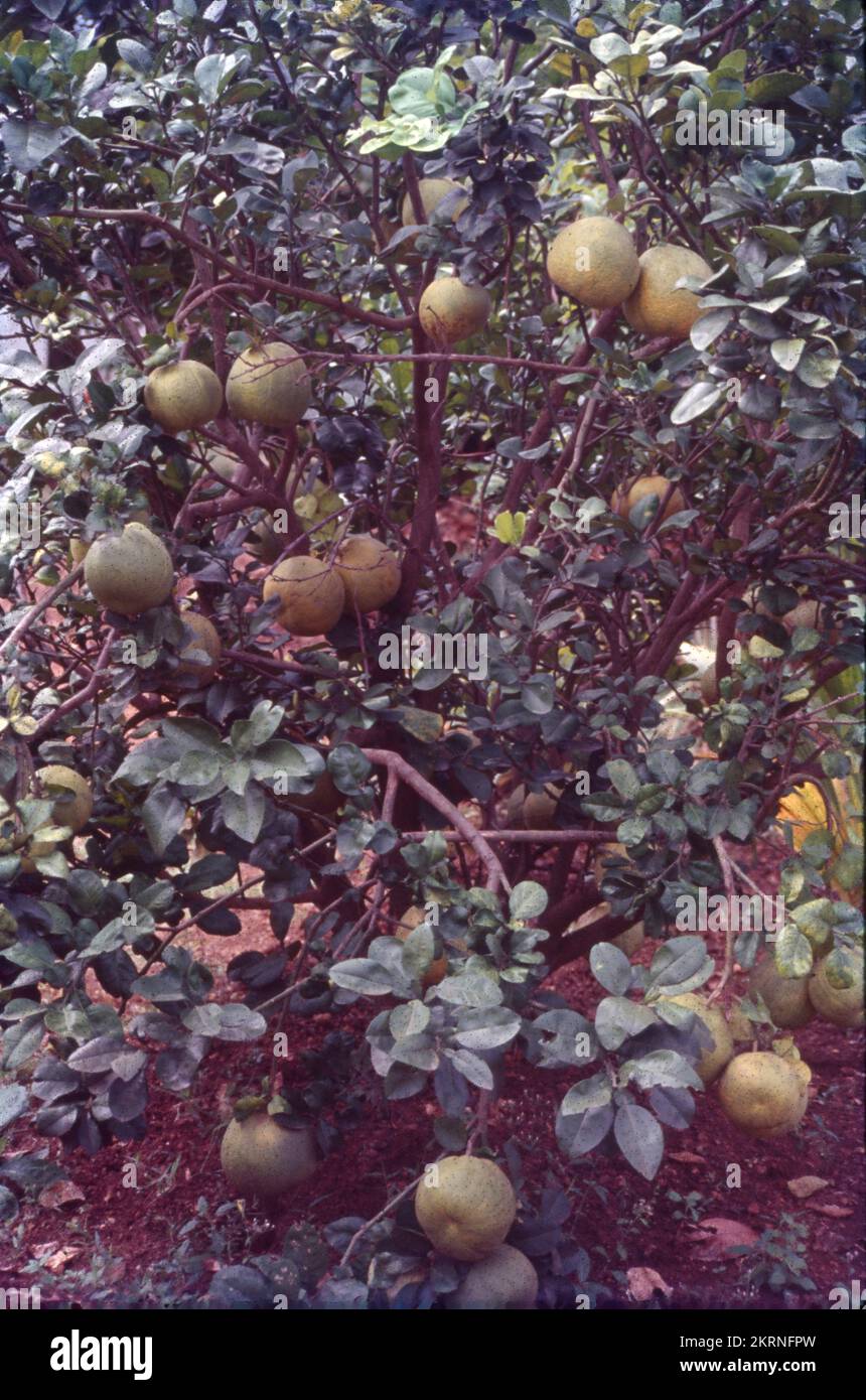 Full grown oranges hires stock photography and images Alamy