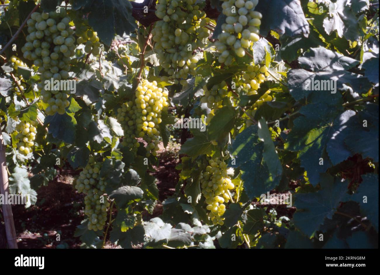 grape is a fruit, botanically a berry, of the deciduous woody vines of the flowering plant genus