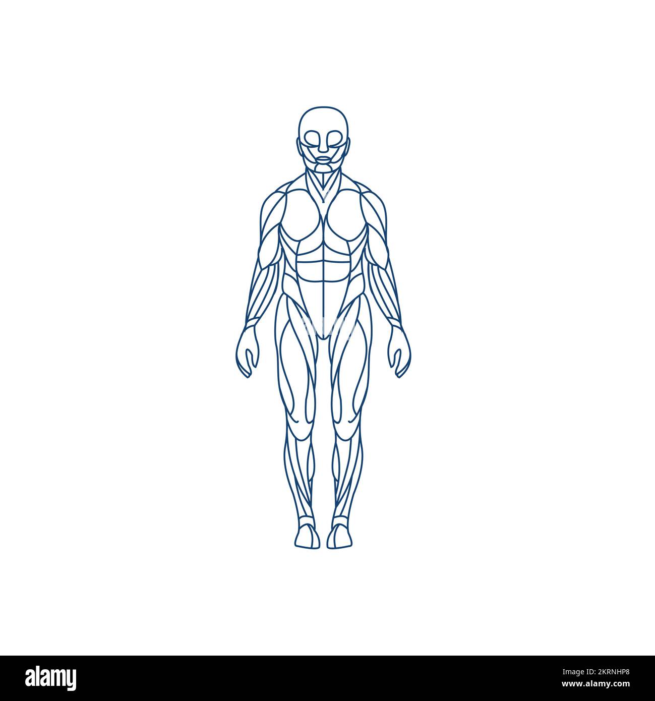 anatomic illustration design, Muscles Stock Vector
