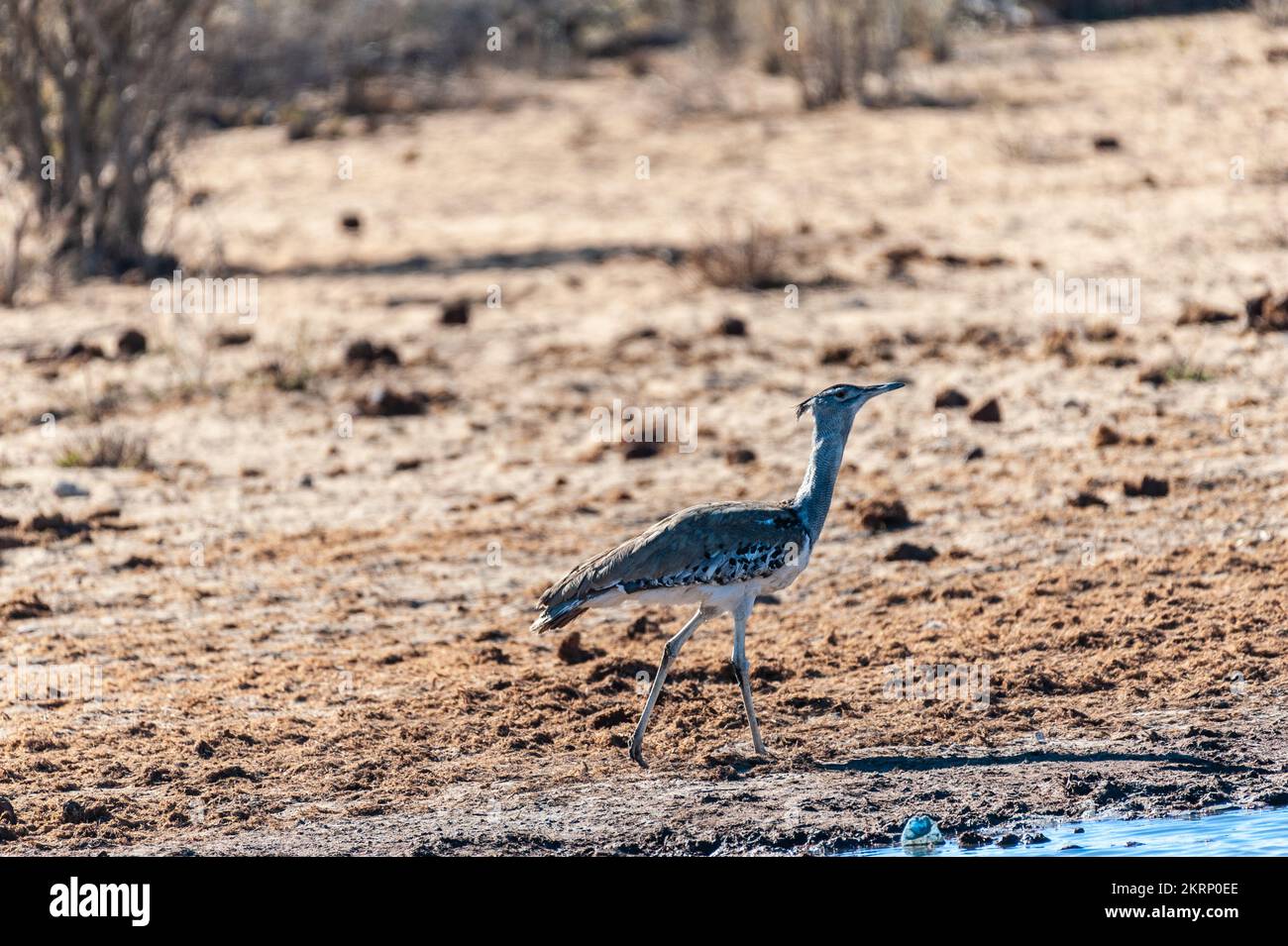 The Kori Bustard -Ardeotis kori- is considered to be the largest flying ...