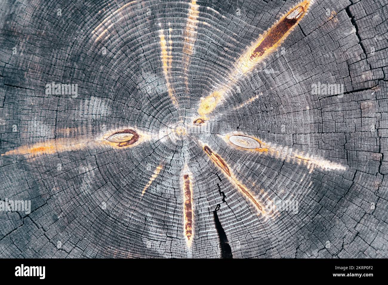 Old tree rings weathered wood, texture with the cross section of a cut ...
