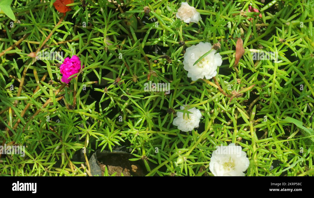 beautiful and amazing purslane moss rose Stock Photo