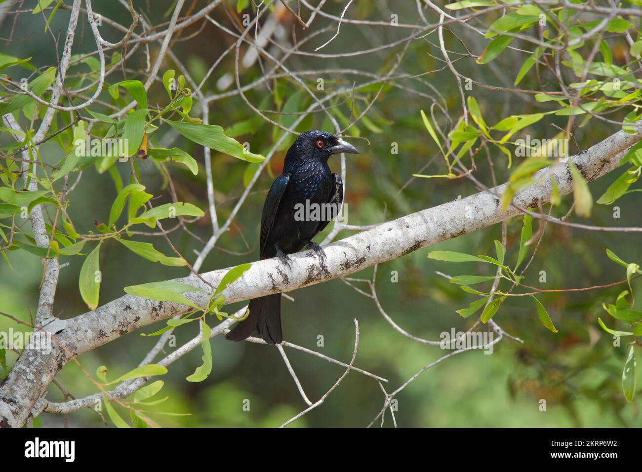 Spangled Drongo in Queensland, Australia Stock Photo Alamy