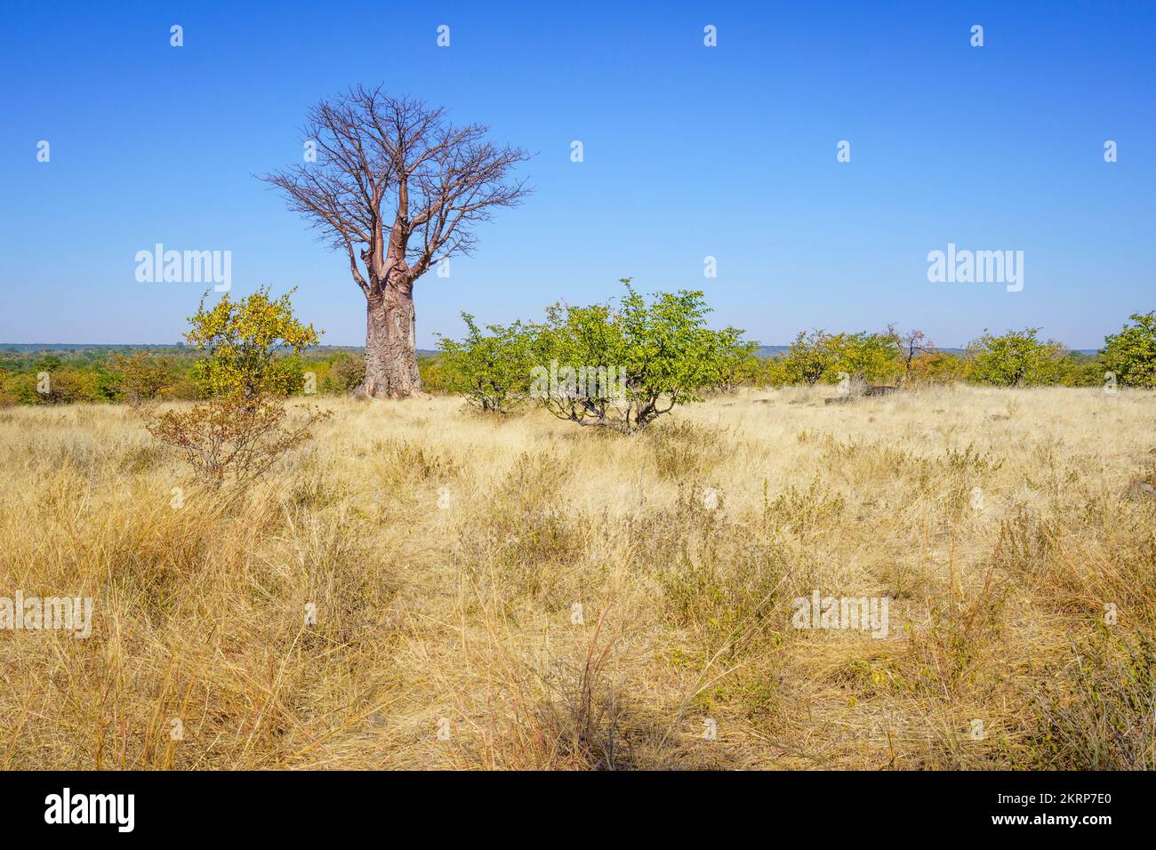 Baobab Tree (Adansonia digitata) stands in bushland. Victoria Falls, Zimbabwe, Africa Stock Photo
