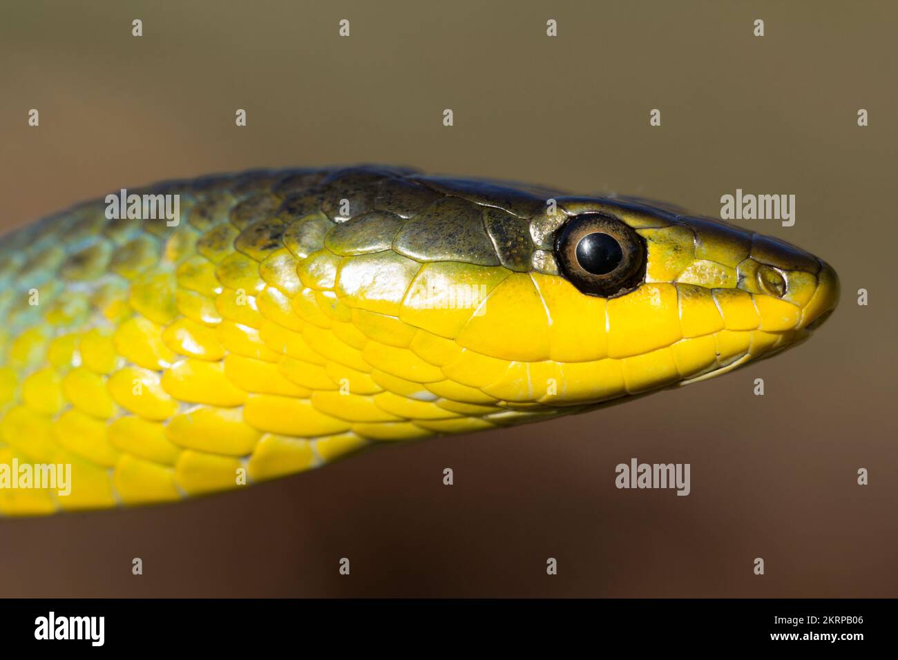 Green Tree Snake (Dendrelaphis punctulata) in profile. Bundaberg
