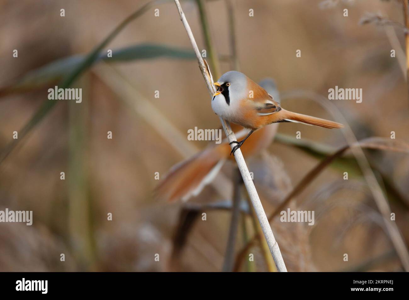 Male Bearded reedling singing. Another one in the background. Stock Photo