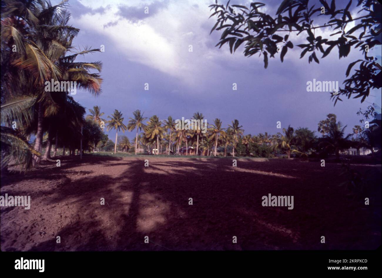 Agri field and coconut trees hires stock photography and images Alamy
