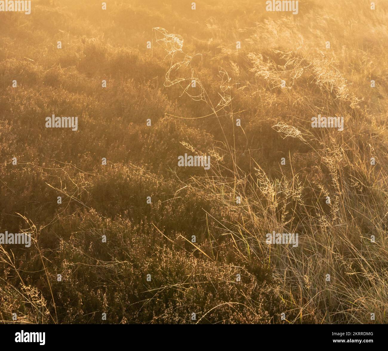 Golden sunlight on moorland grasses Stock Photo