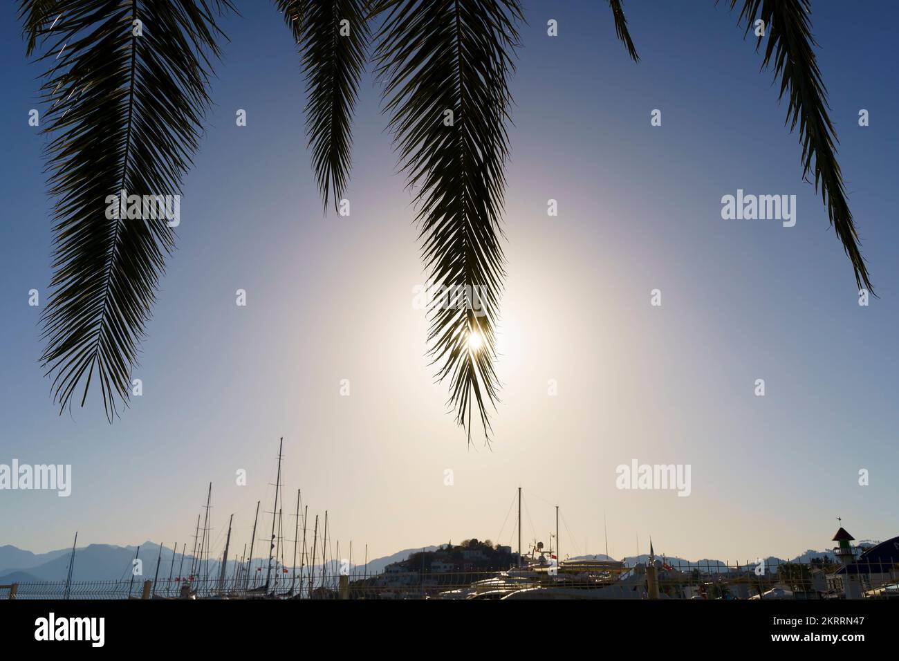 Palm leaves at sunset. Silhouettes of tropical palms against the background of the summer evening sky. Relax, rest, vacation concept. High quality photo Stock Photo