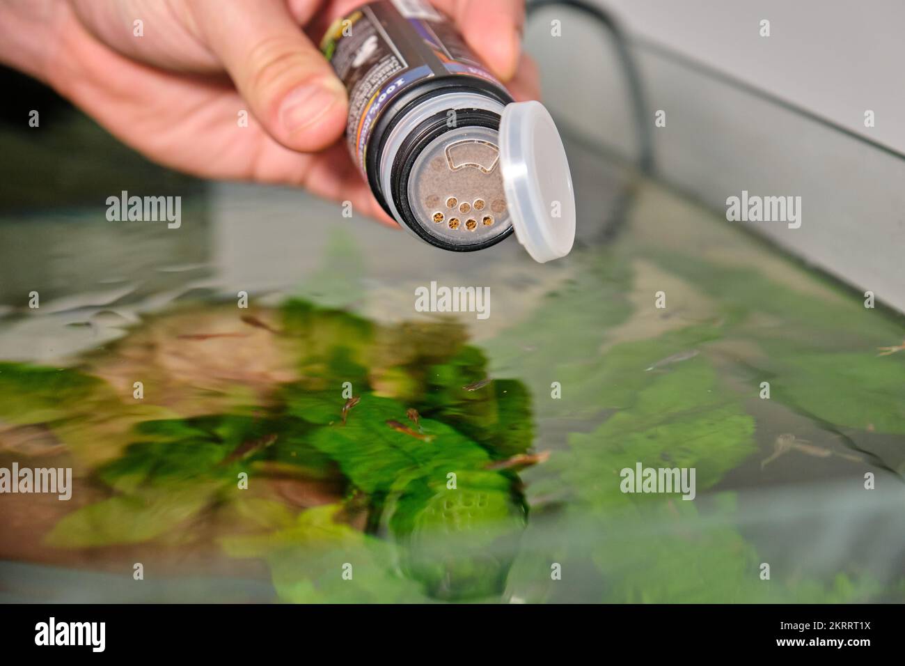 Add fish to aquarium hi-res stock photography and images - Alamy