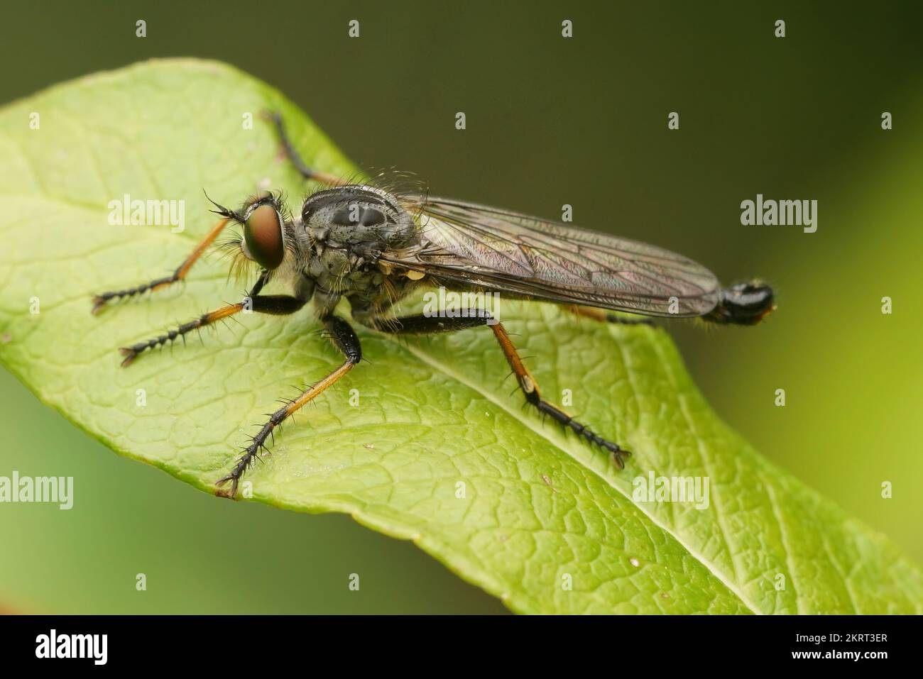 Natural closeup on the common awl robberfly , Neoitamus cyanurus ...