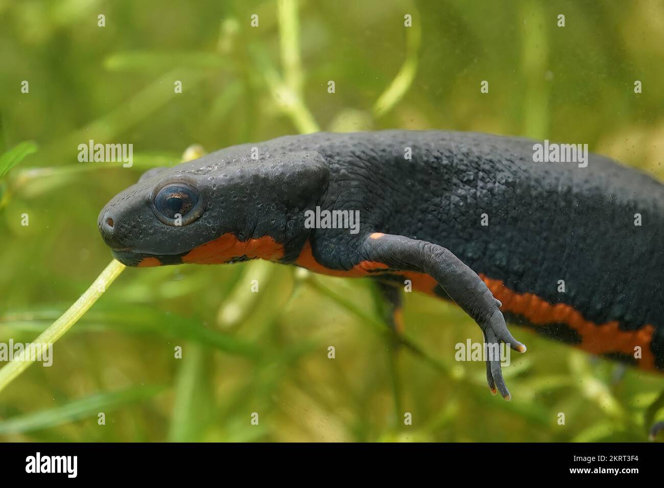 Detailed closeup on an aquatic small Chinese firebellied newt, Cynops orientalis Stock Photo