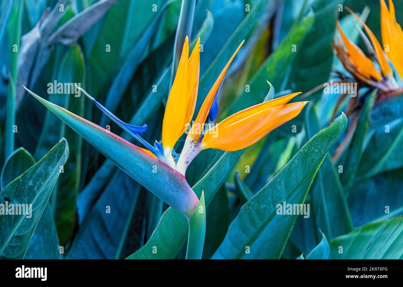 Bird of Paradise flower Strelitzia reginae (also known as Crane flowers