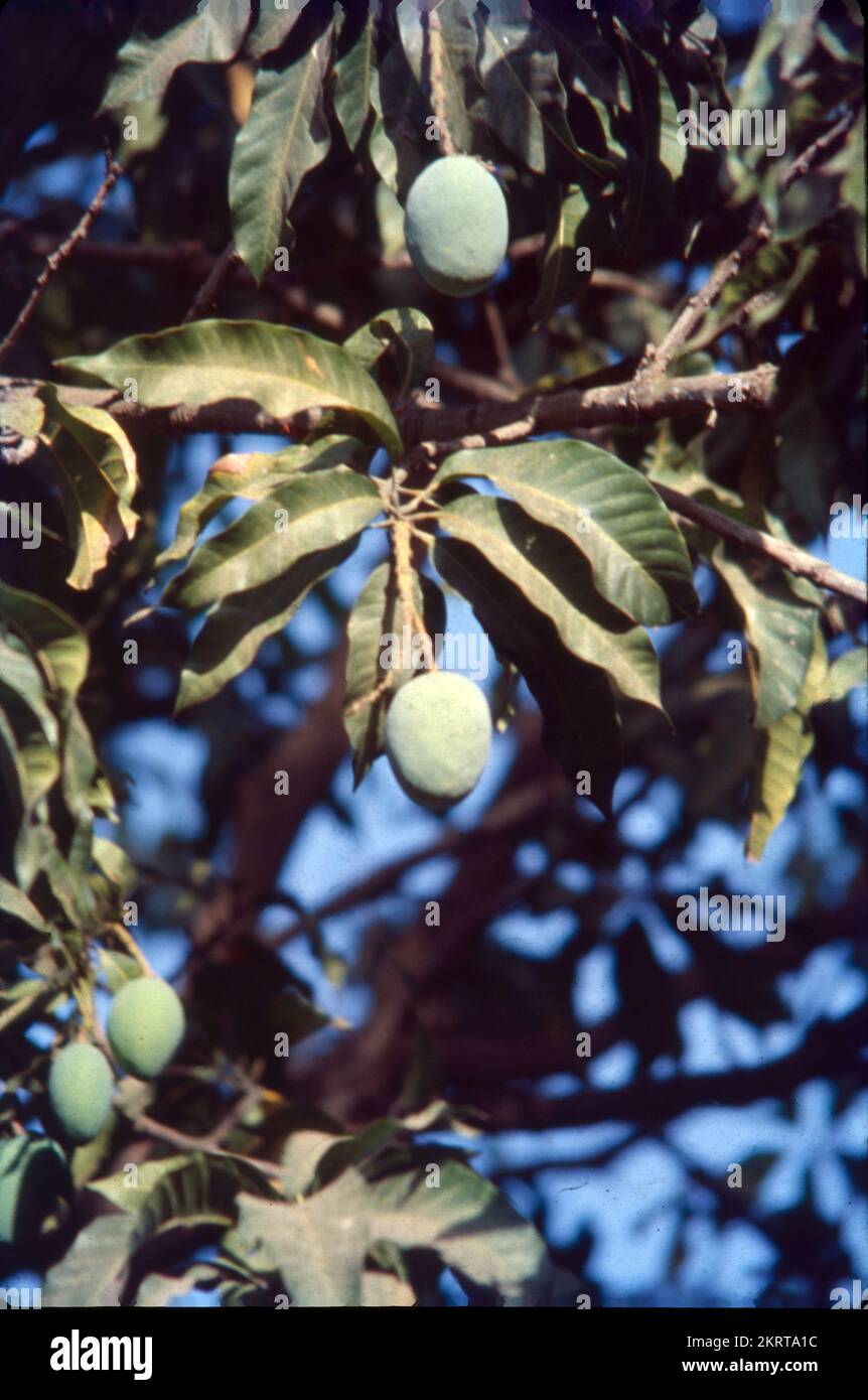 Mangifera indica, commonly known as mango, is a species of flowering
