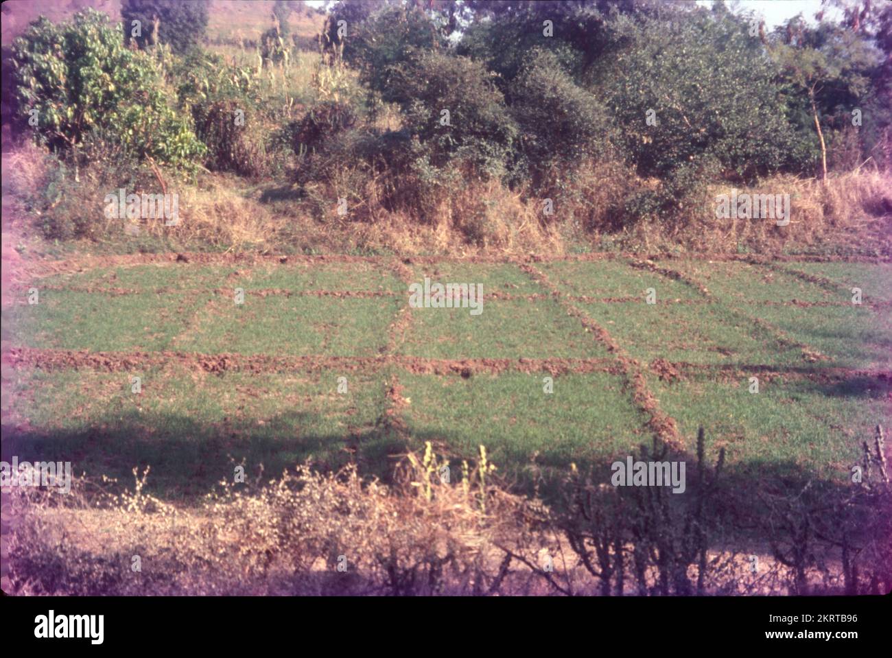 Varity of crops hires stock photography and images Alamy