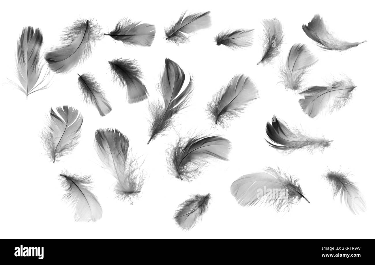 A feathery scene of separation in unison with grey plumes in the airs
