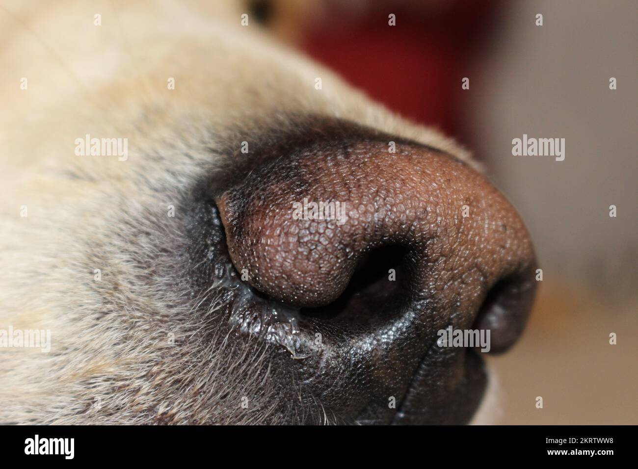 Sick golden retriever dog nose with snot coming out. Dog with cold