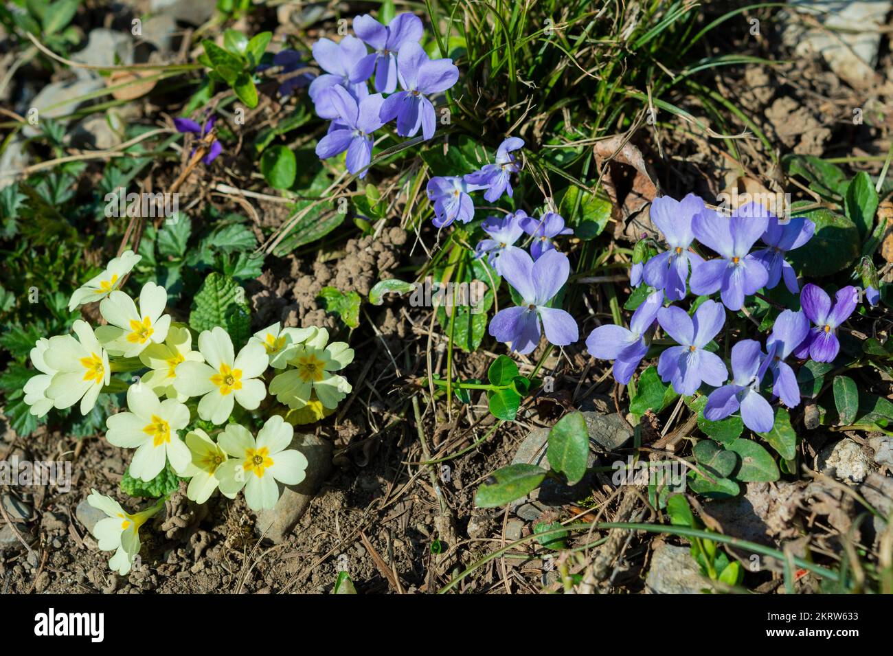 primula acaulis and viola hirta flowers, grone, italy Stock Photo