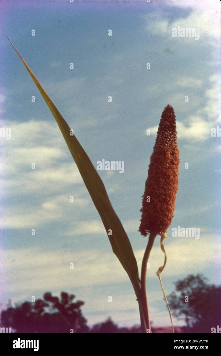 Pearl millet is the most widely grown type of millet. It has been grown