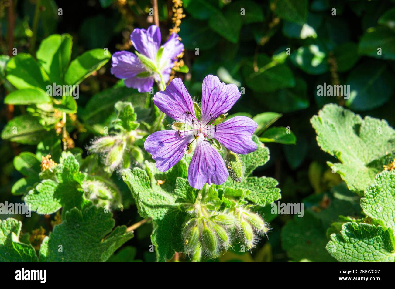 Geranium renardii flowering in Pruhonice, Czech Republic on May 15, 2022.  (CTK Photo/Libor Sojka) Stock Photo