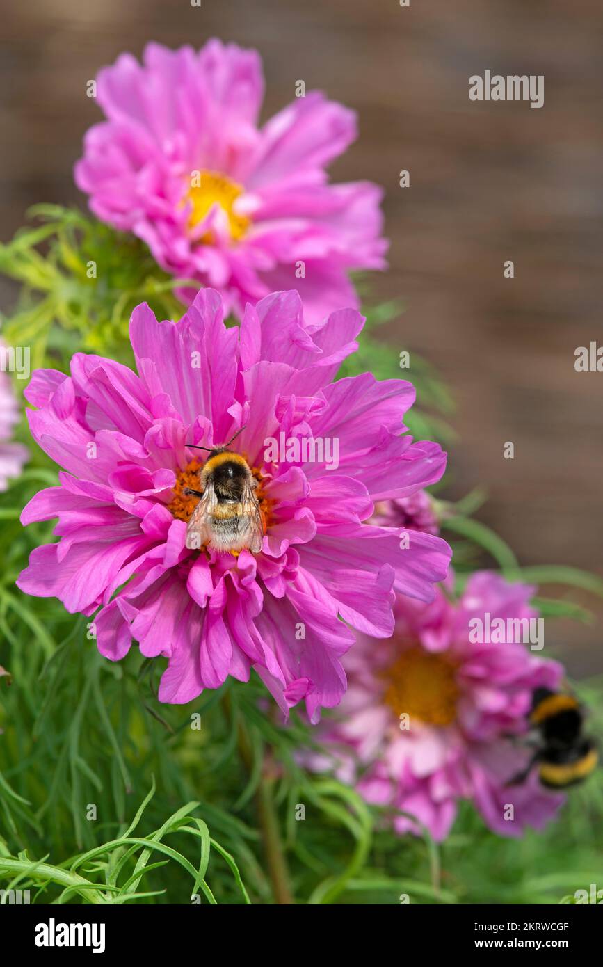 Insects on cosmos flower hi-res stock photography and images - Alamy