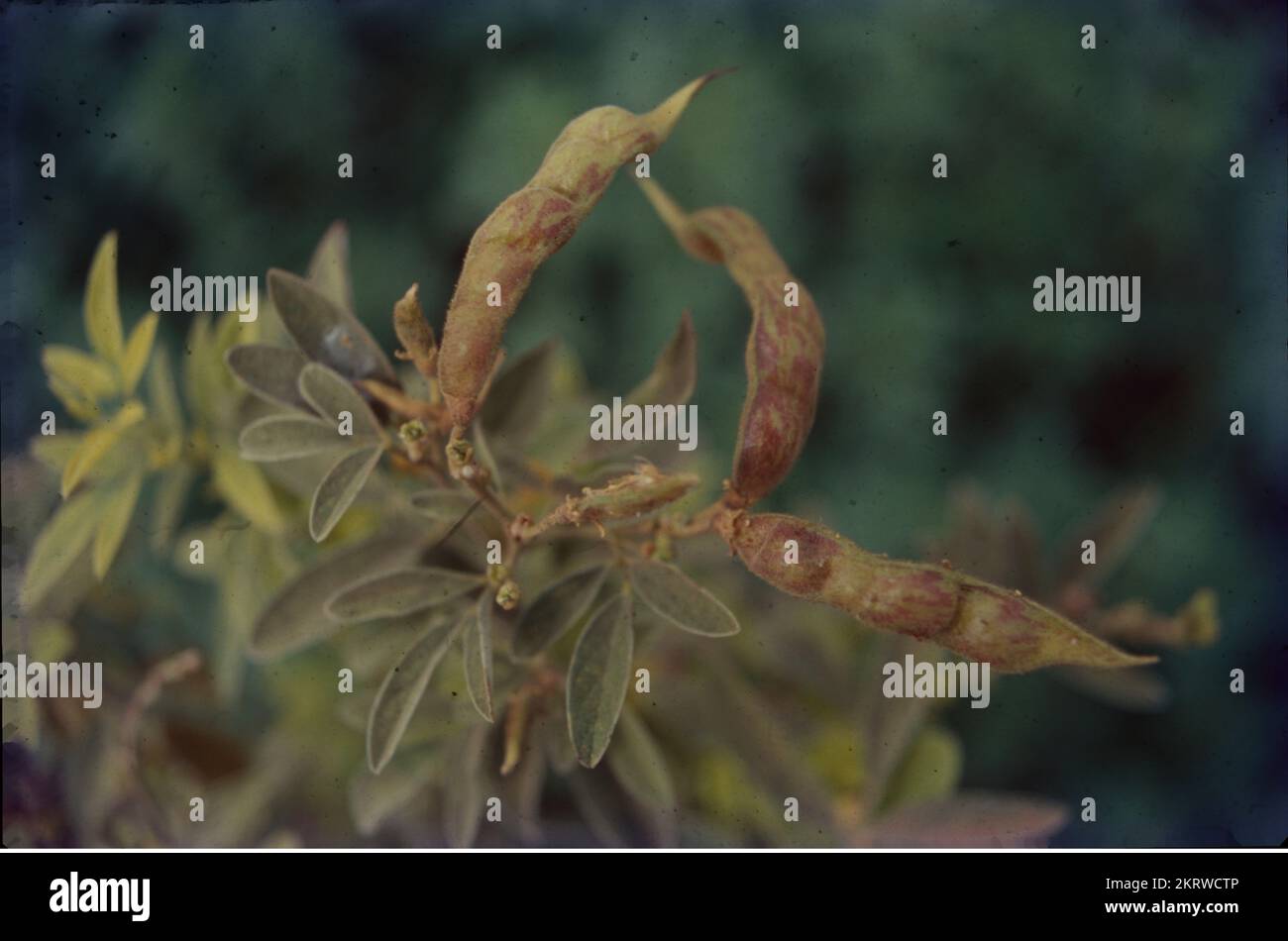 The pigeon pea is a perennial legume from the family Fabaceae native to