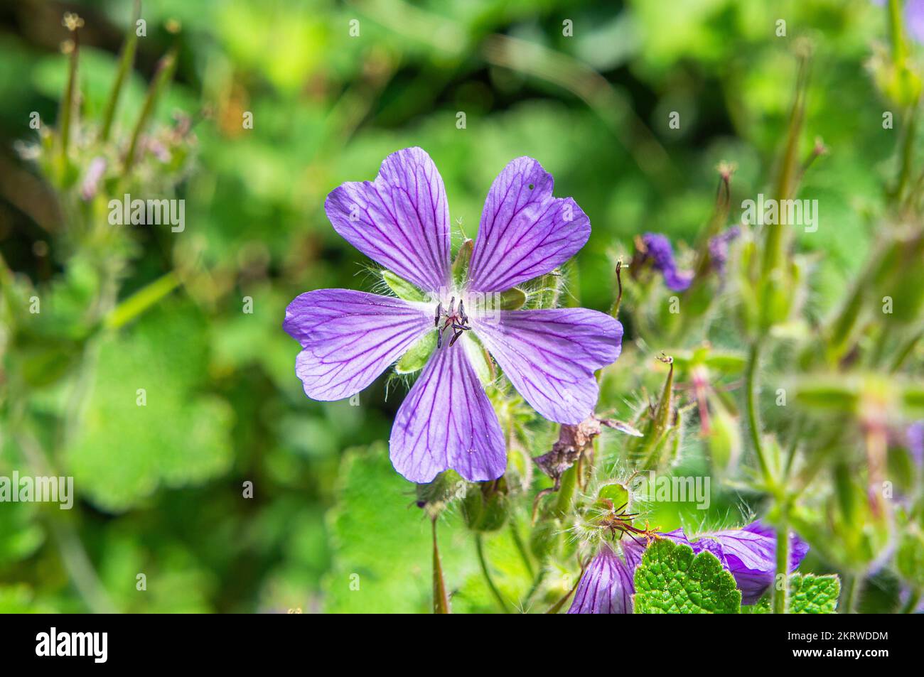 Geranium renardii flowering in Pruhonice, Czech Republic on June 3, 2022.  (CTK Photo/Libor Sojka) Stock Photo