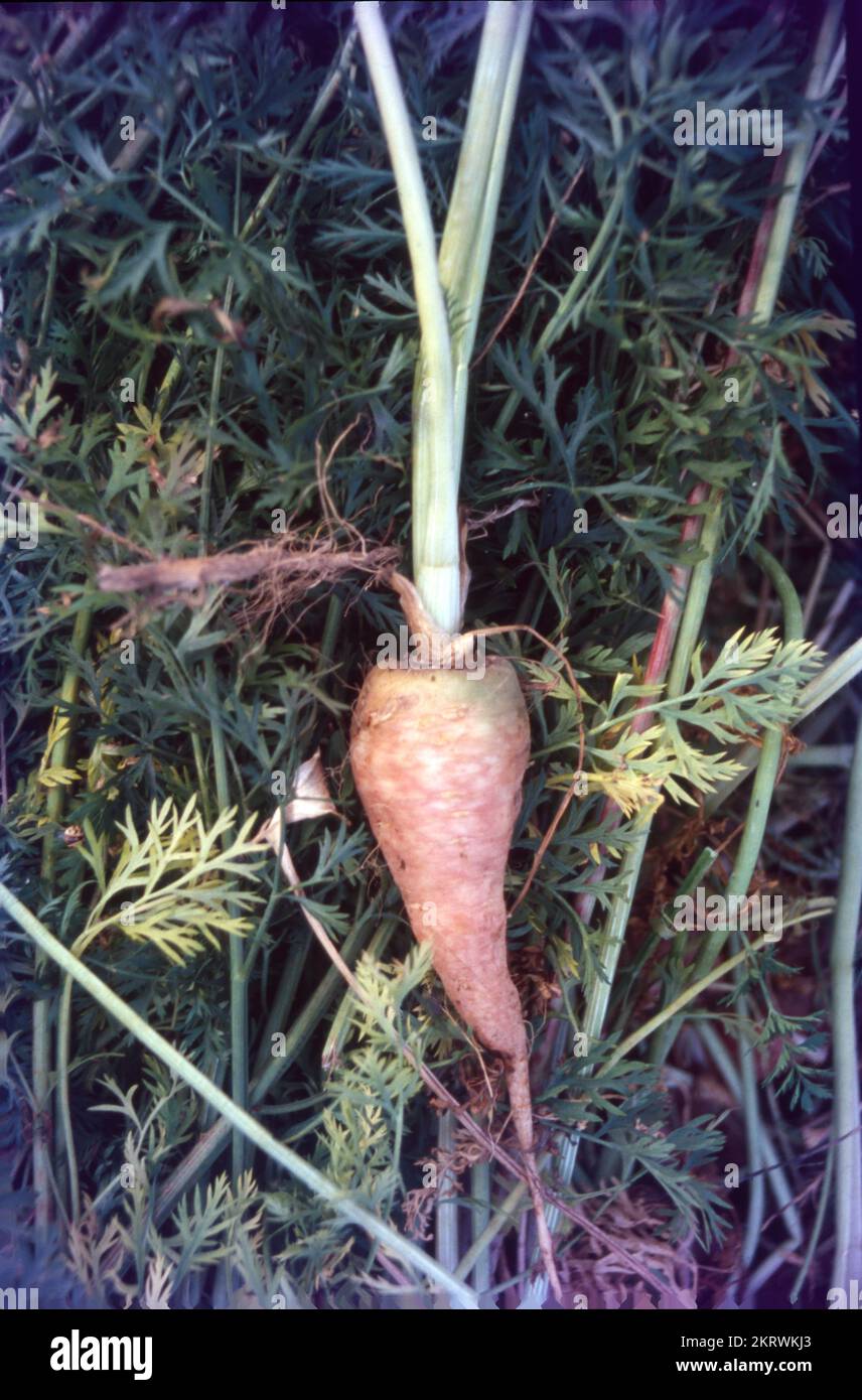 In India carrots are used in a variety of ways, as salads or as