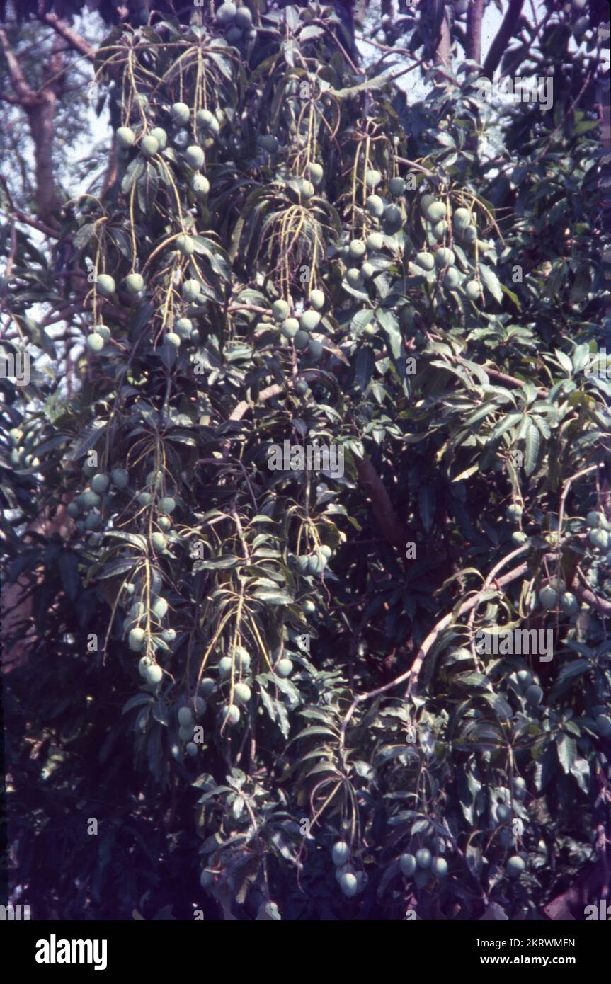 Mangifera indica, commonly known as mango, is a species of flowering