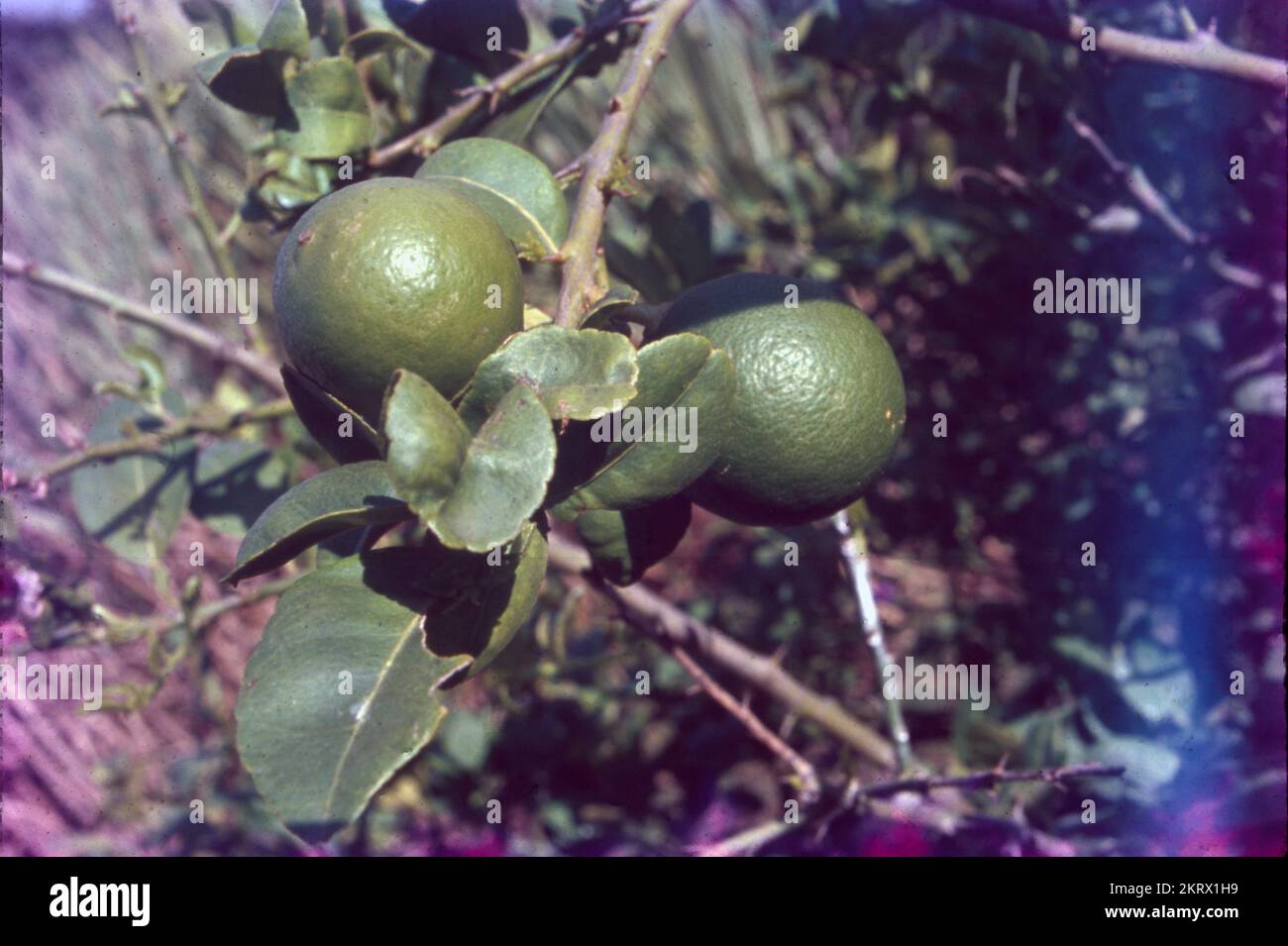 The lemon is a species of small evergreen trees in the flowering plant family Rutaceae, native to Asia, primarily Northeast India, Northern Myanmar or China.The lemon (Citrus limon) is a species of small evergreen trees in the flowering plant family Rutaceae, native to Asia, primarily Northeast India (Assam) Stock Photo
