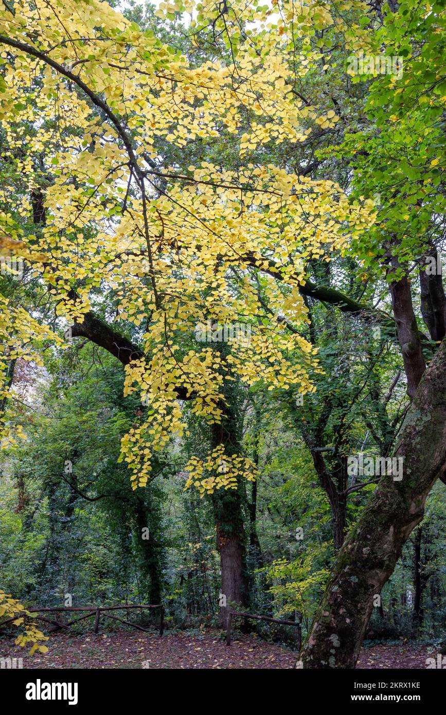 Colored autumn trees in the park of Beato Sante, a shrine near Monbaroccio, a little fortified village in the Province of Pesaro e Urbino in the Itali Stock Photo