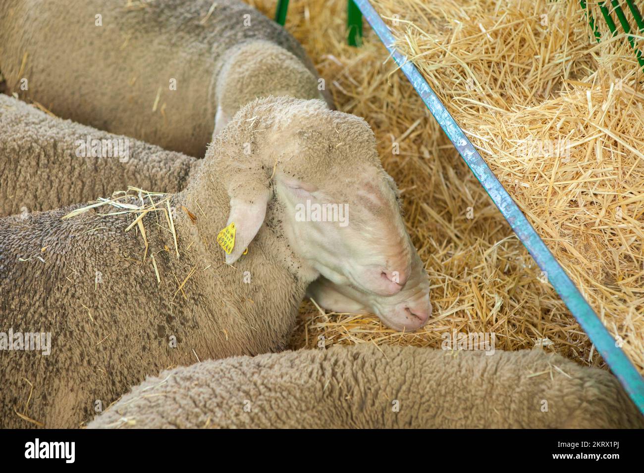 Zafra, Spain - Oct 10th, 2022: Zafra International Livestock Fair. Merina sheep sleeping Stock Photo