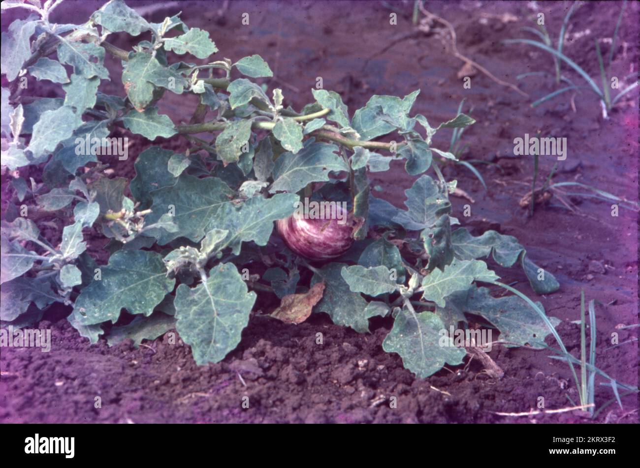 Botanical family solanaceae hi-res stock photography and images - Alamy