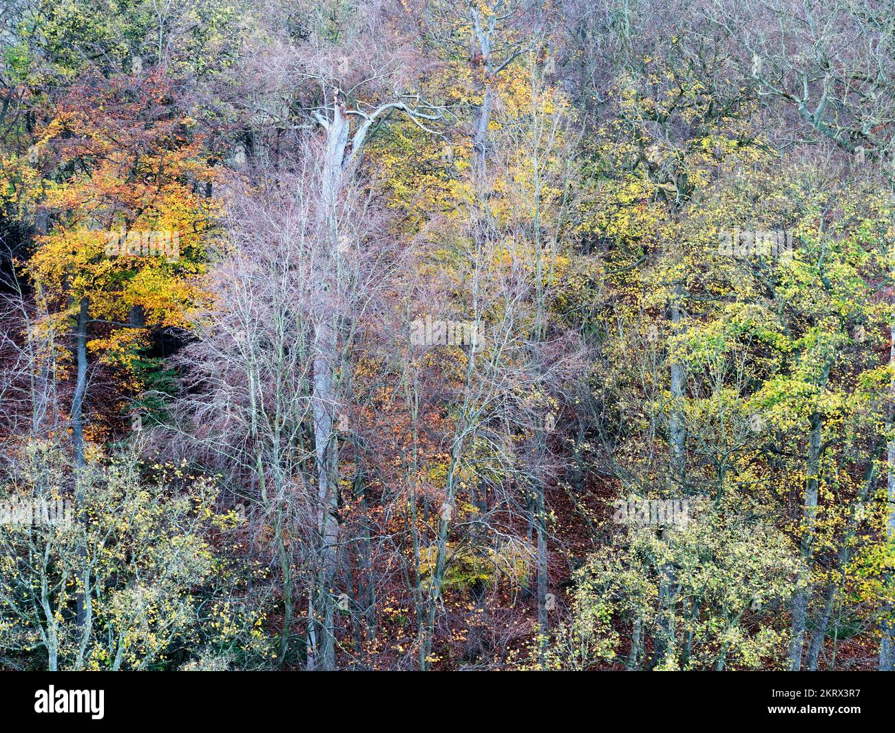 Autumn trees along Long Walk seen from the castle grounds at Knaresborough North Yorkshire England Stock Photo