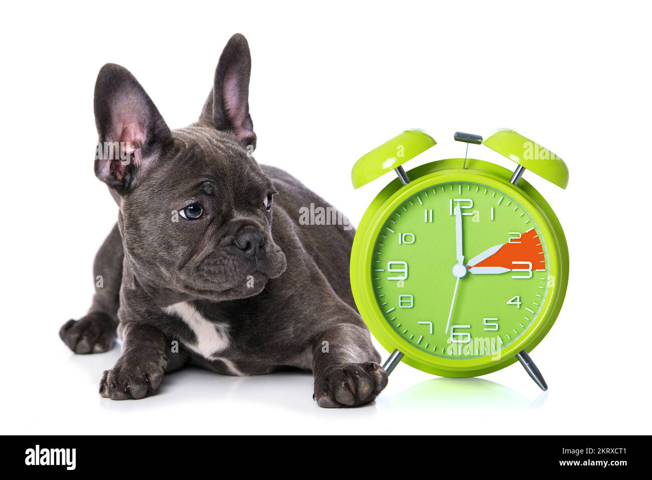 Puppy with alarm clock on white background Stock Photo Alamy